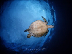 Green sea turtle 
(Chelonia mydas)



 
 
Dauin, P... by Khow Jin Chee 